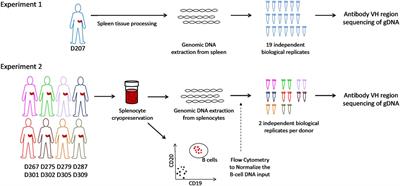 Computational Evaluation of B-Cell Clone Sizes in Bulk Populations